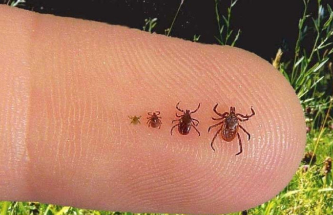 Як уберегтися від кліщів і які захворювання можуть викликати їх укуси