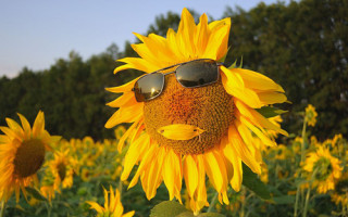 Будет ли в Украине аномальная жара летом — метеорологи развеяли популярный миф