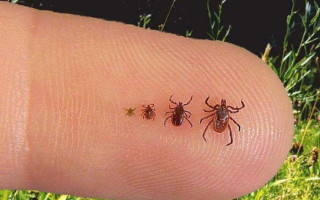 Як уберегтися від кліщів і які захворювання можуть викликати їх укуси