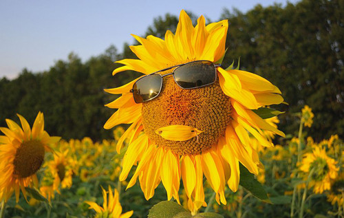 Чи буде в Україні аномальна спека влітку – метеорологи розвіяли популярний міф