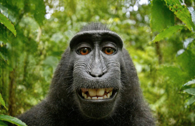 15-річне селфі мавпи випадково стало прецедентом у суперечках про авторські права на ШІ