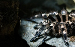 У Німеччині жінка залишила в поїзді екзотичних улюбленців –  20 тарантулів