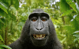 15-річне селфі мавпи випадково стало прецедентом у суперечках про авторські права на ШІ