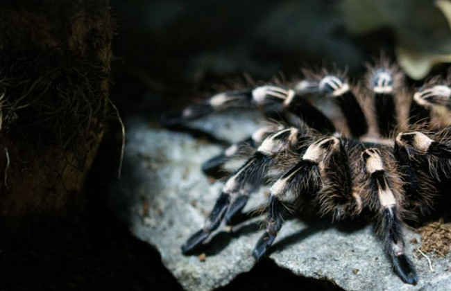 У Німеччині жінка залишила в поїзді екзотичних улюбленців –  20 тарантулів