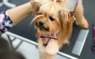 Собаку ледь не задушили: у Києві перевіряють грумінг-салон після заяв про жорстоке поводження