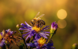В Австрії літак не зміг злетіти через бджолу — що сталося