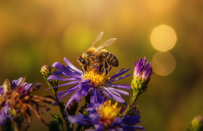 В Австрії літак не зміг злетіти через бджолу — що сталося