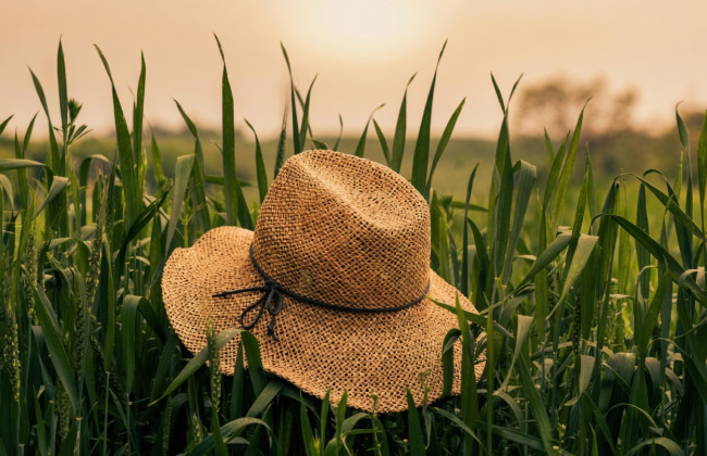 Як зареєструвати сімейне фермерське господарство через ФОП: умови та документи