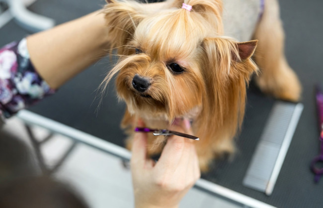 Собаку ледь не задушили: у Києві перевіряють грумінг-салон після заяв про жорстоке поводження