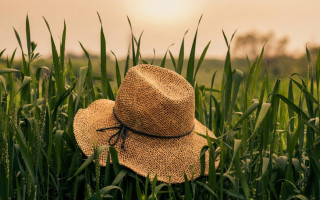 Як зареєструвати сімейне фермерське господарство через ФОП: умови та документи