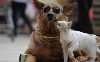 Кожен пес і кіт — у базі: Польща вводить штрафи до 5000 злотих за відсутність чипа