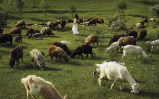 У Франції затримали 19-річного мігранта після серії знущань над козами та вівцями