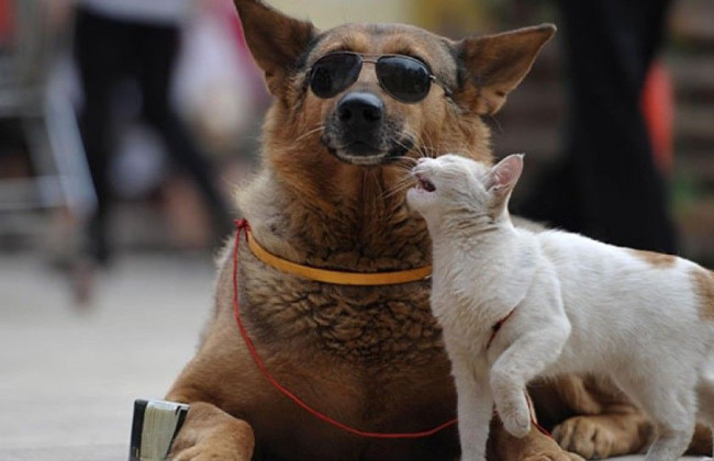 Кожен пес і кіт — у базі: Польща вводить штрафи до 5000 злотих за відсутність чипа