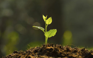 Нові можливості для аграріїв: Україна отримає доступ до світових генетичних банків рослин