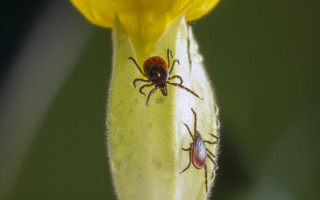 Як знизити ризик укусу кліща і шо робити в разі укусу — поради медиків
