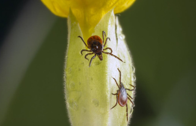 Как снизить риск укуса клеща и что делать в случае укуса — советы медиков