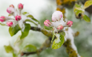 Якою буде погода у Києві 22–24 квітня: заморозки і хмарність