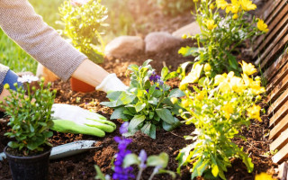 В Украине изменили условия агрогрантов для садоводства, теплиц и хранилищ