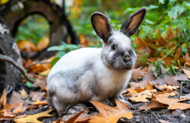 Подружжя викинуло майже 100 кролів у лісі, частина з них загинула — суд покарав пару