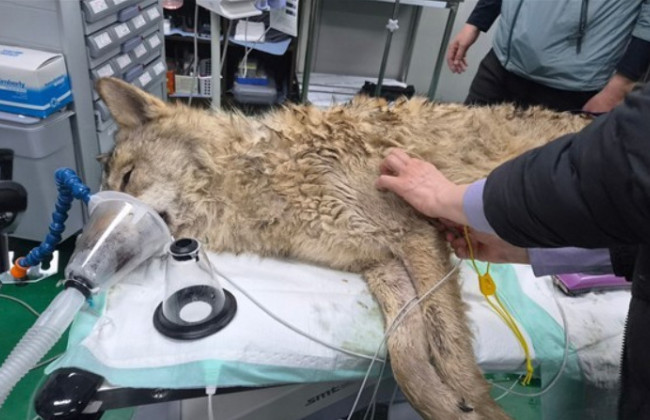 У Південній Кореї заарештували чоловіка за фотографію вовка, створену за допомогою ШІ