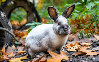 Супруги выбросили почти 100 кроликов в лесу, часть из них погибла — суд наказал пару