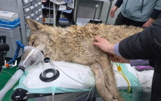 У Південній Кореї заарештували чоловіка за фотографію вовка, створену за допомогою ШІ