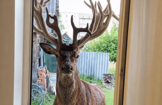 В Ровенской области водительница сбила оленя Бориса, звезду TikTok, и скрылась с места происшествия — суд лишил её водительских прав на год
