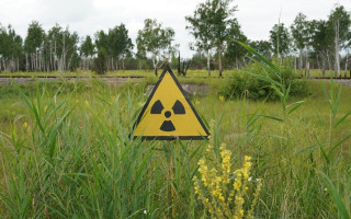 У Чорнобильській зоні засівали радіоактивно забруднені землі, а врожай продавали на ринку