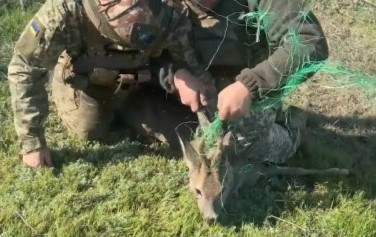 Пограничники спасли косулю, запутавшуюся в антидроновых сетях на фронте – видео