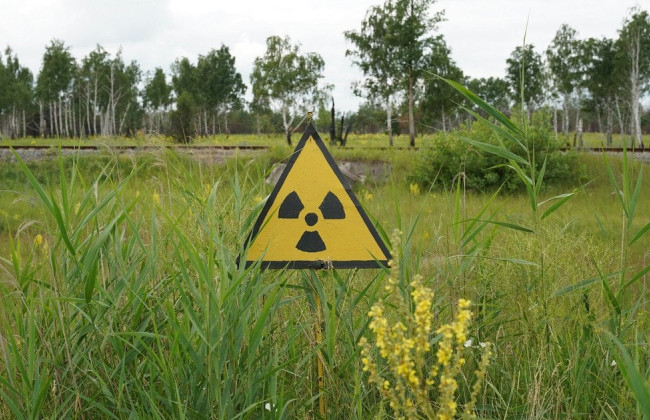У Чорнобильській зоні засівали радіоактивно забруднені землі, а врожай продавали на ринку
