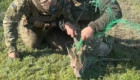Пограничники спасли косулю, запутавшуюся в антидроновых сетях на фронте – видео