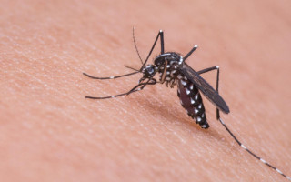 Що треба знати мандрівника, щоб запобігти інфікування малярією