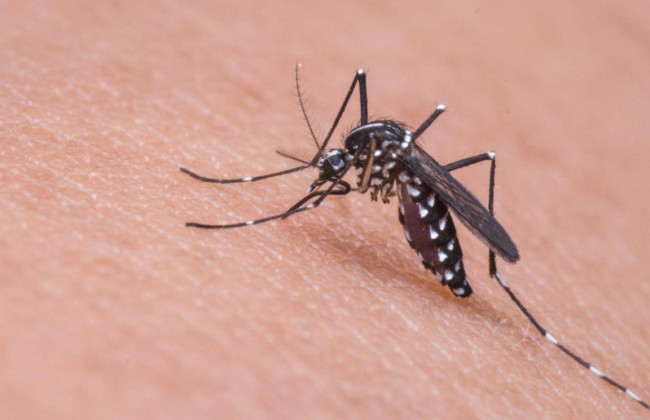 Що треба знати мандрівника, щоб запобігти інфікування малярією