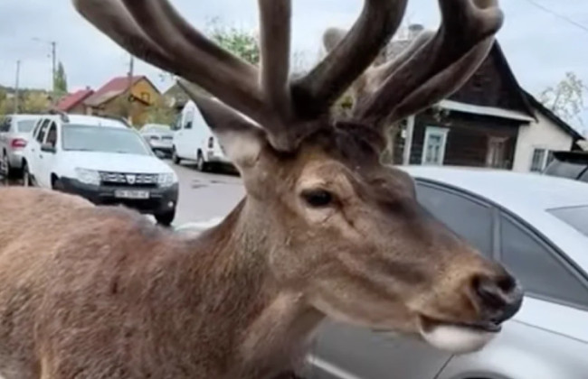 Олень Борис живий: подробиці про стан зірки TikTok