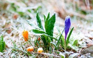 Три ночі підряд: українців попередили про заморозки