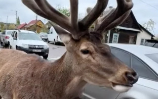 Олень Борис живий: подробиці про стан зірки TikTok