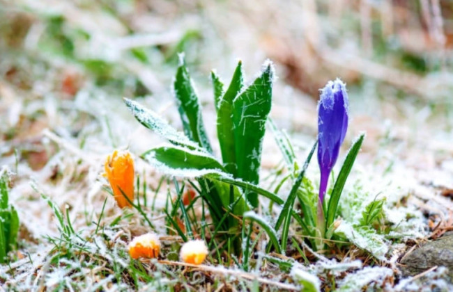 Три ночи подряд: украинцев предупредили о заморозках