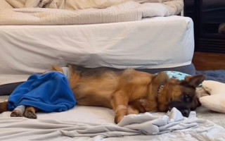 Истощен до предела: суд оштрафовал владельца собаки и конфисковал ее