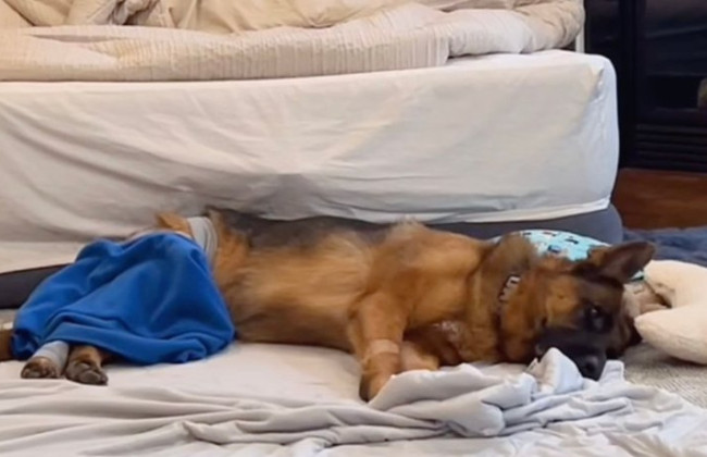 Истощен до предела: суд оштрафовал владельца собаки и конфисковал ее