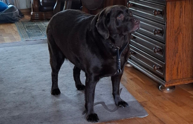 Суд конфіскував у чоловіка собаку через ожиріння: тварину роками перегодовували