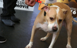 Собаки напугали курьера — он прыгнул на Porsche Cayenne и повредил его, но платить не будет