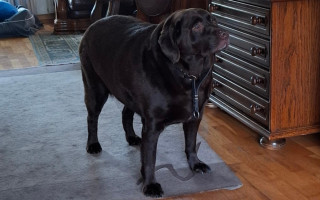 Суд конфіскував у чоловіка собаку через ожиріння: тварину роками перегодовували