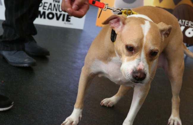 Собаки налякали кур’єра — він стрибнув на Porsche Cayenne і пошкодив його, але платити не буде