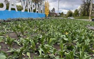 В Киеве вандалы растоптали и вырвали тюльпаны на клумбах в двух районах города