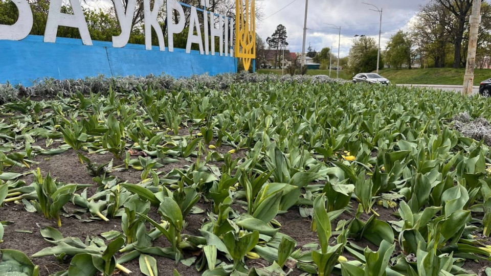 В Киеве вандалы растоптали и вырвали тюльпаны на клумбах в двух районах города