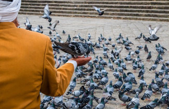 В Индии вводят штрафы за кормление голубей из-за риска опасных заболеваний