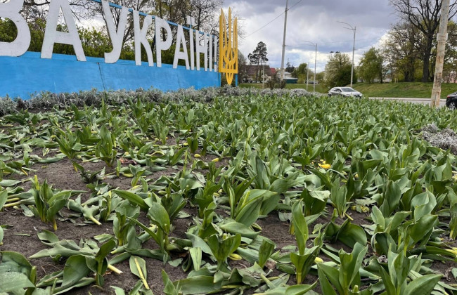 В Киеве вандалы растоптали и вырвали тюльпаны на клумбах в двух районах города