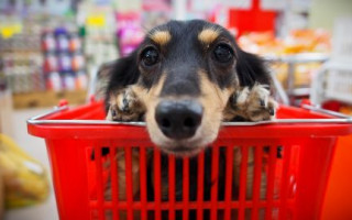 В Киеве не поддержали запрет на нахождение животных в продуктовых магазинах