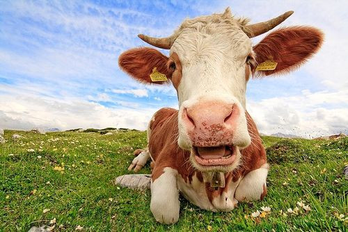 Продали власну городину чи худобу – коли можна не платити податки