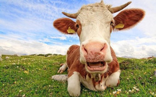 Продали собственные овощи или скот — когда можно не платить налоги